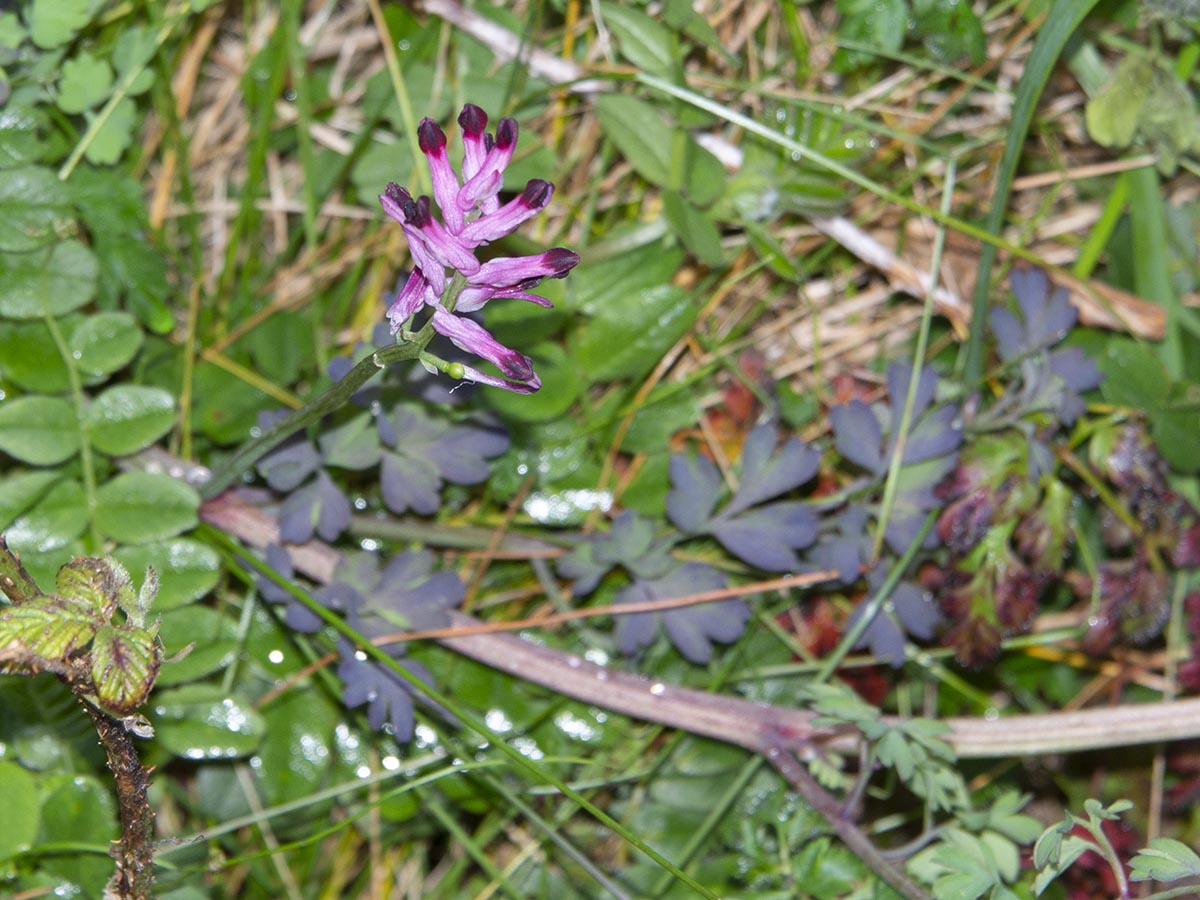 Fumaria officinalis agg.